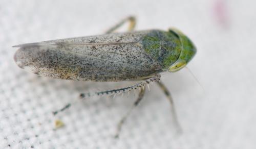Fieberiella florii